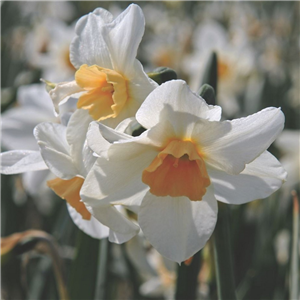 Narcissus (Daffodil) Species 'Doll Baby' Loose Bulbs